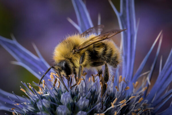 گل های مورد علاقه زنبور عسل