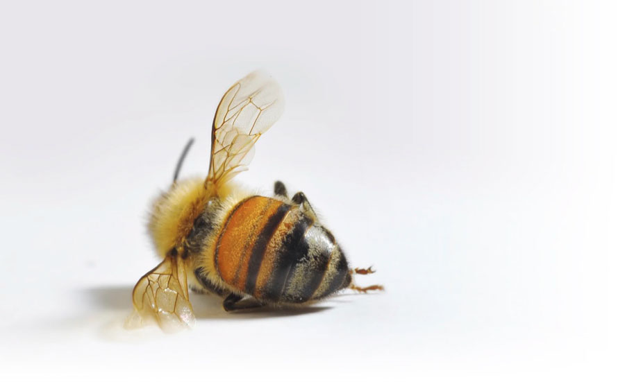 انقراض زنبورهای عسل