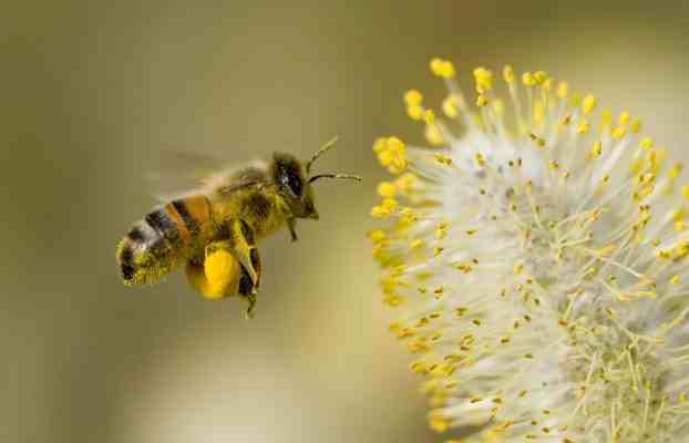 گرده گل و زنبور عسل