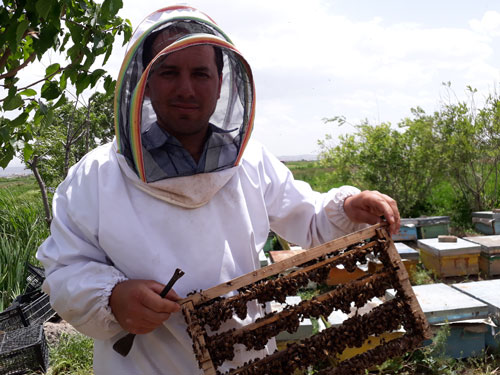 زنبوردار ایران تولید کننده عسل