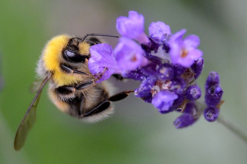 نژادهای زنبور عسل