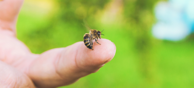 درمان خانگی نیش زنبور