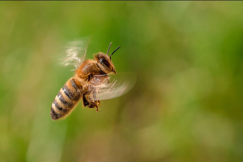 رقص زنبور عسل