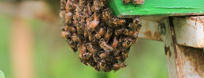 بچه دادن کندو و انتقال زنبورهای عسل به کندو