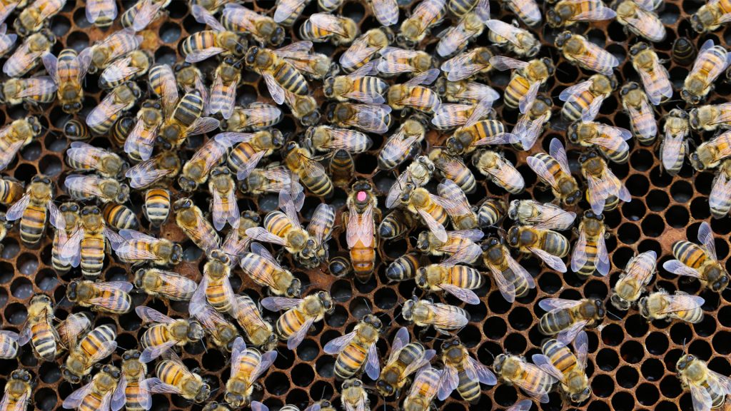 نجات زنبورهای عسل